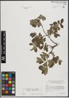 Foto von Salix aurita L.